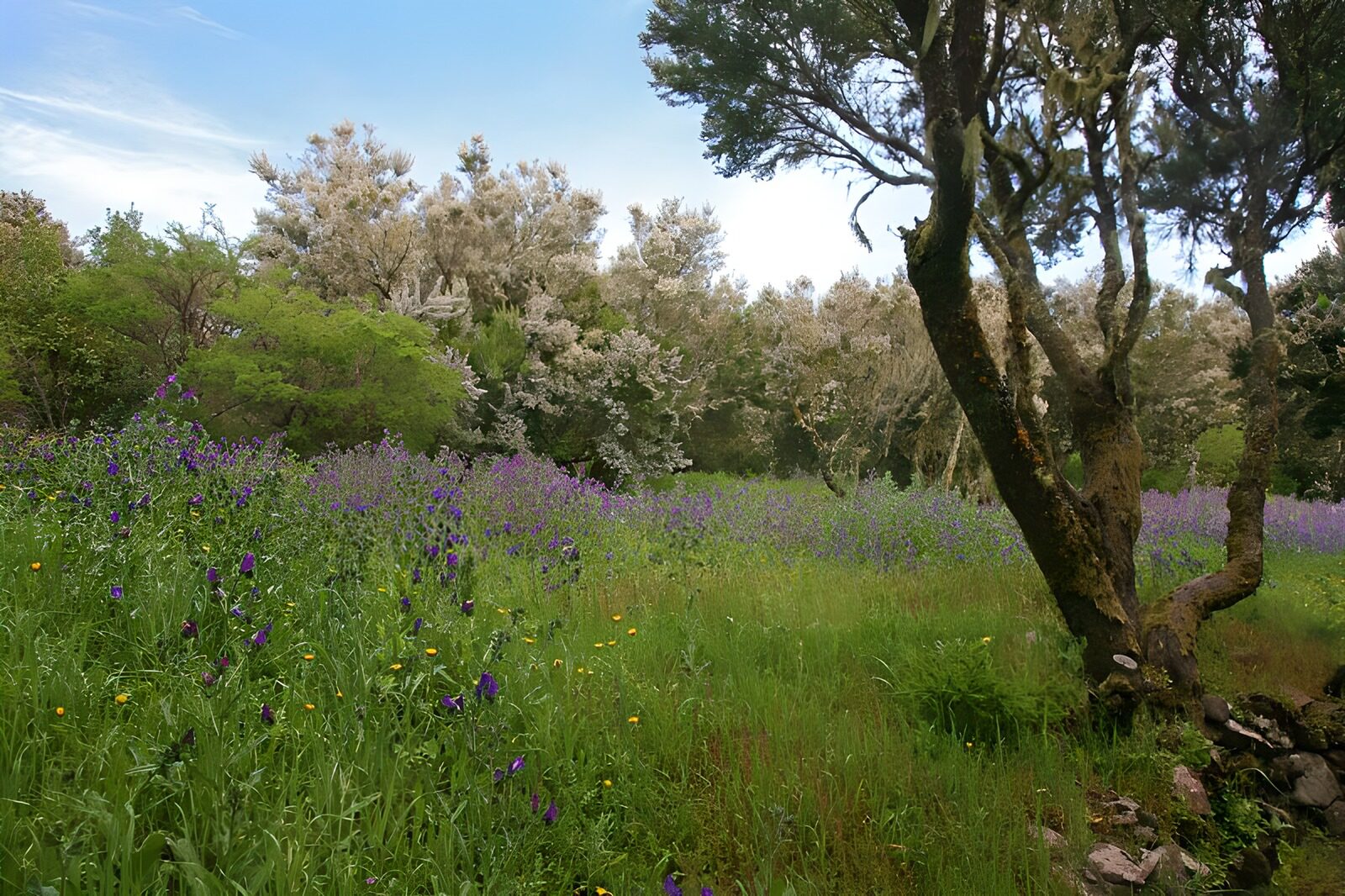 TPFR89929: La Gomera 13