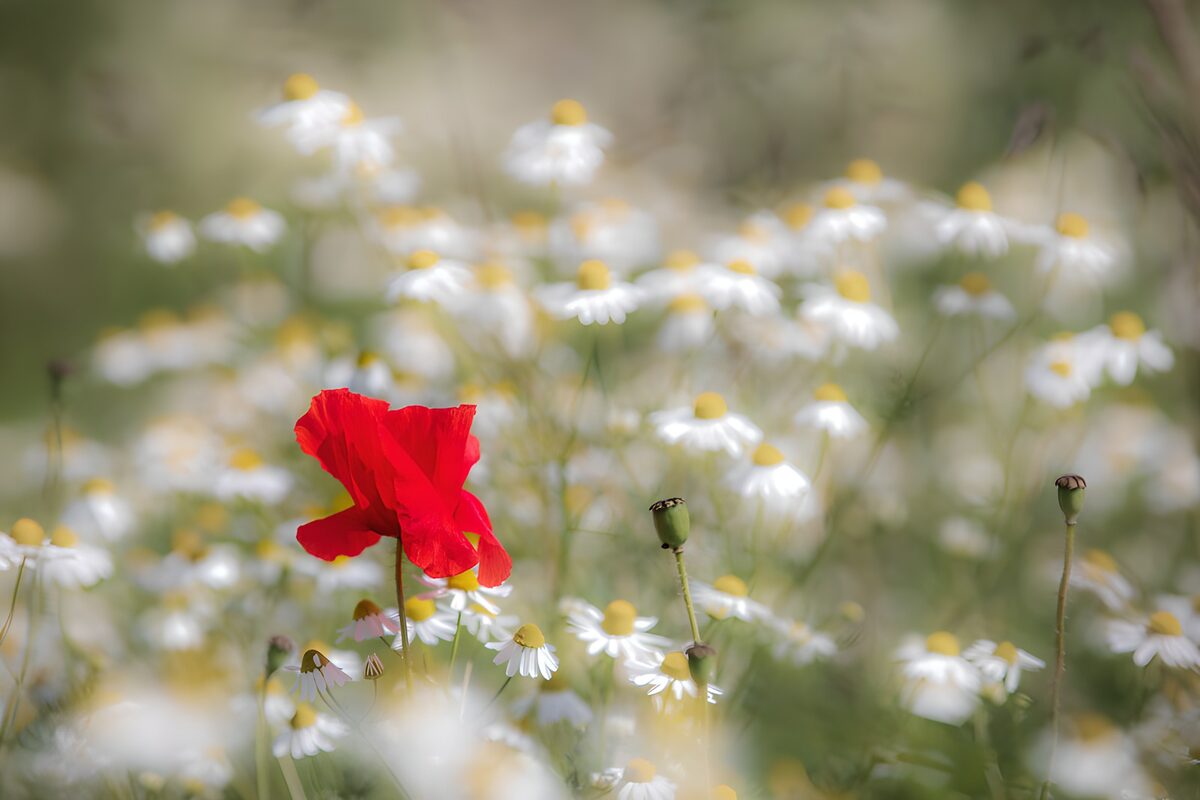 TPFR28230: Fleur rouge parmi les marguerites