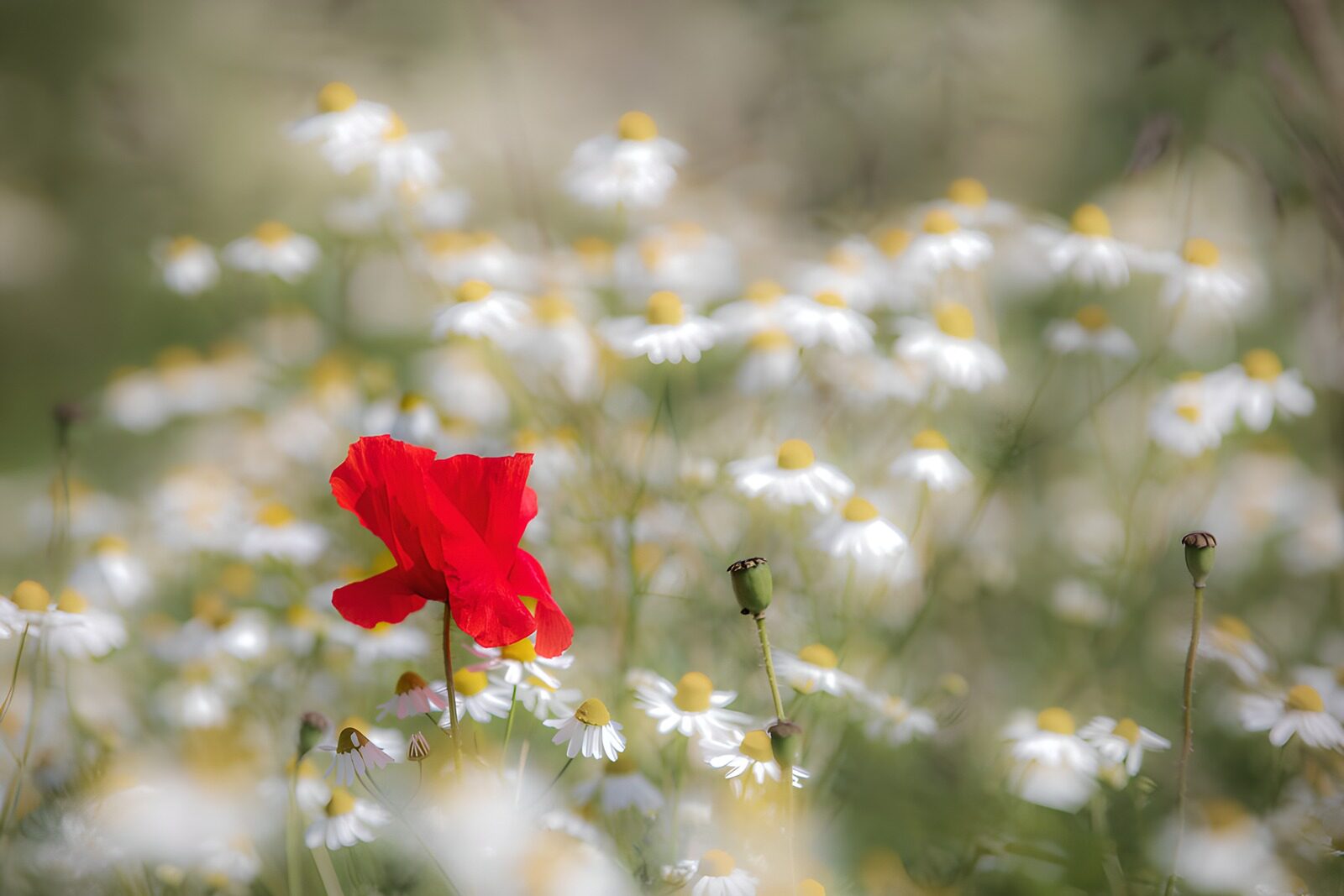 TPFR28230: Fleur rouge parmi les marguerites
