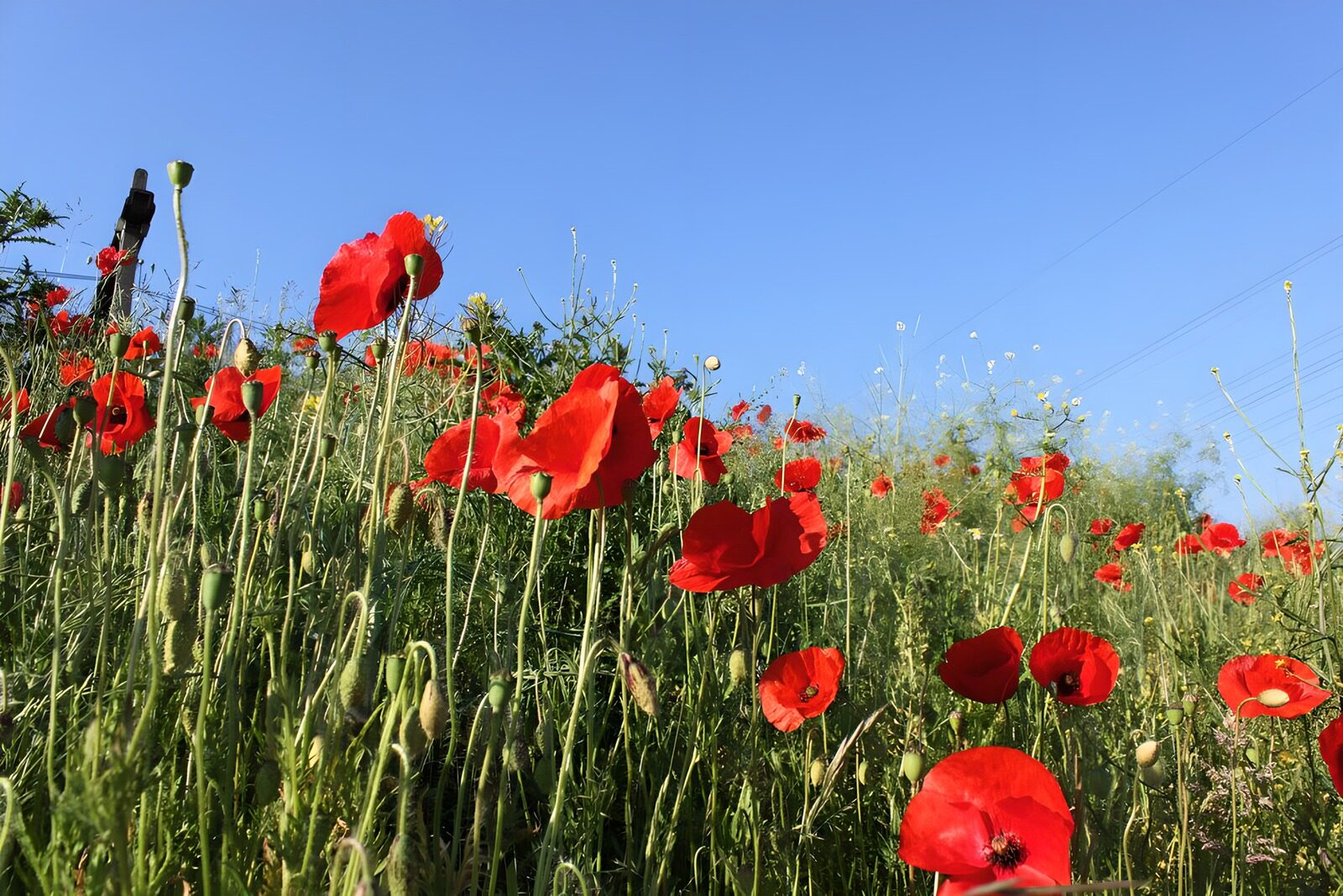 TPFR36651: Champs de coquelicots en été