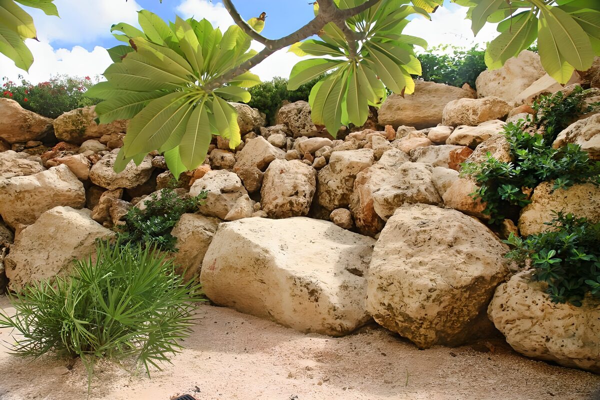 Vue sur des cactus au pied de roches avec une branche et du feuillage à l'avant-plan