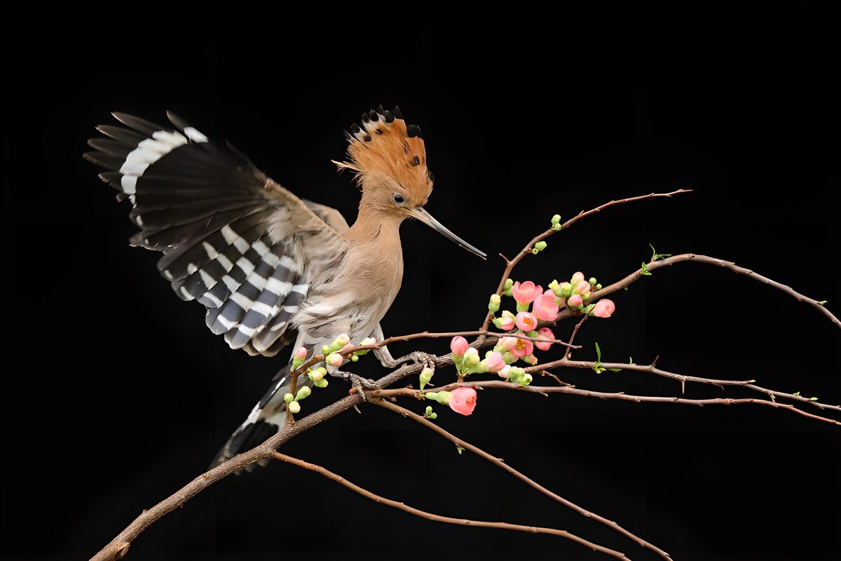 TPFR59976: Un hibou sur une branche fleurie