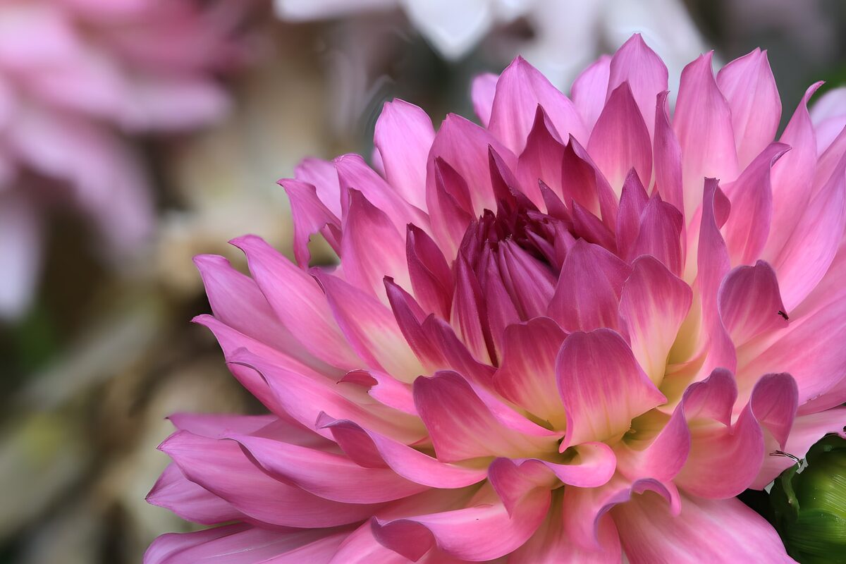 Fleur de Dahlia en Rose Éclatante