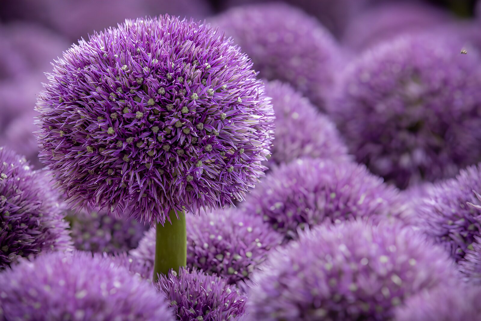 TPFR77501: Boules de fleurs violettes éclatantes