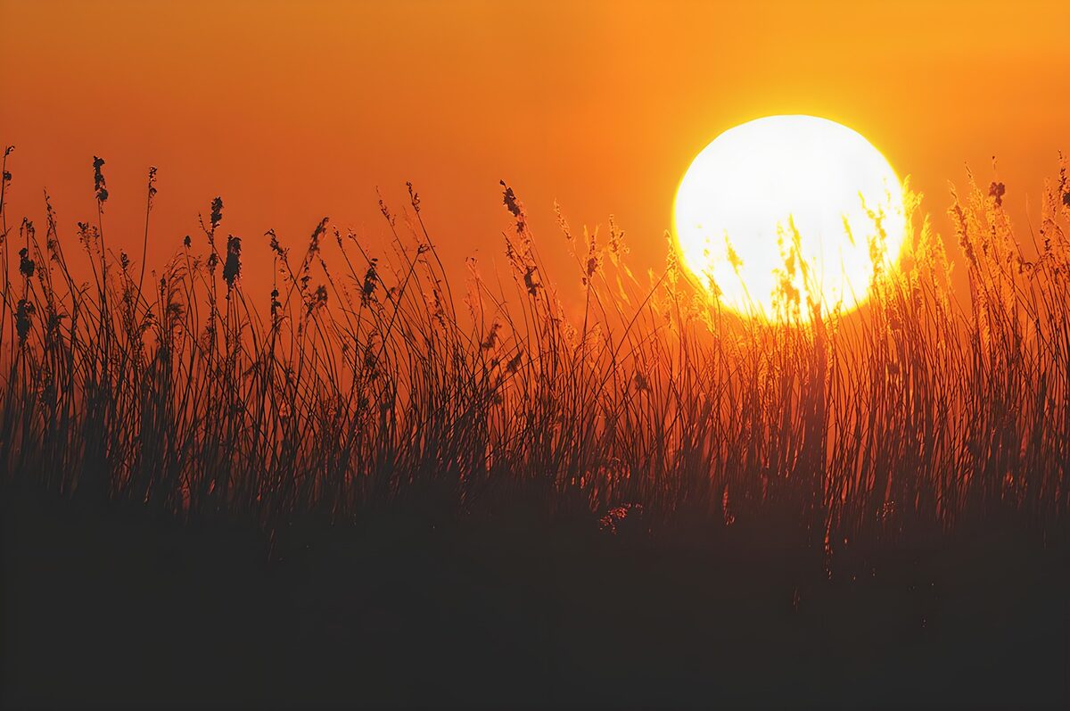 Crépuscule doré sur les roseaux