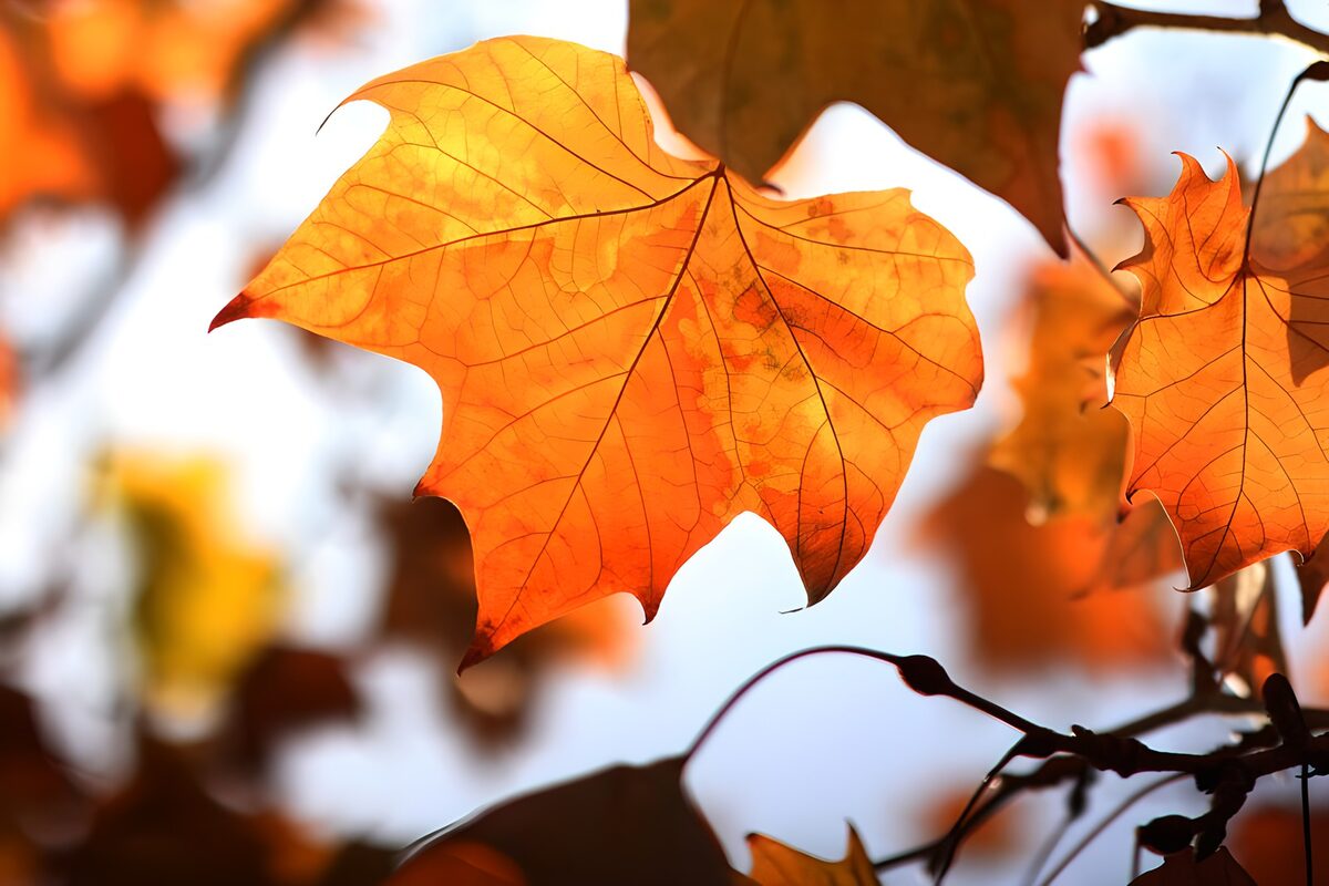 Feuilles d'automne dorées
