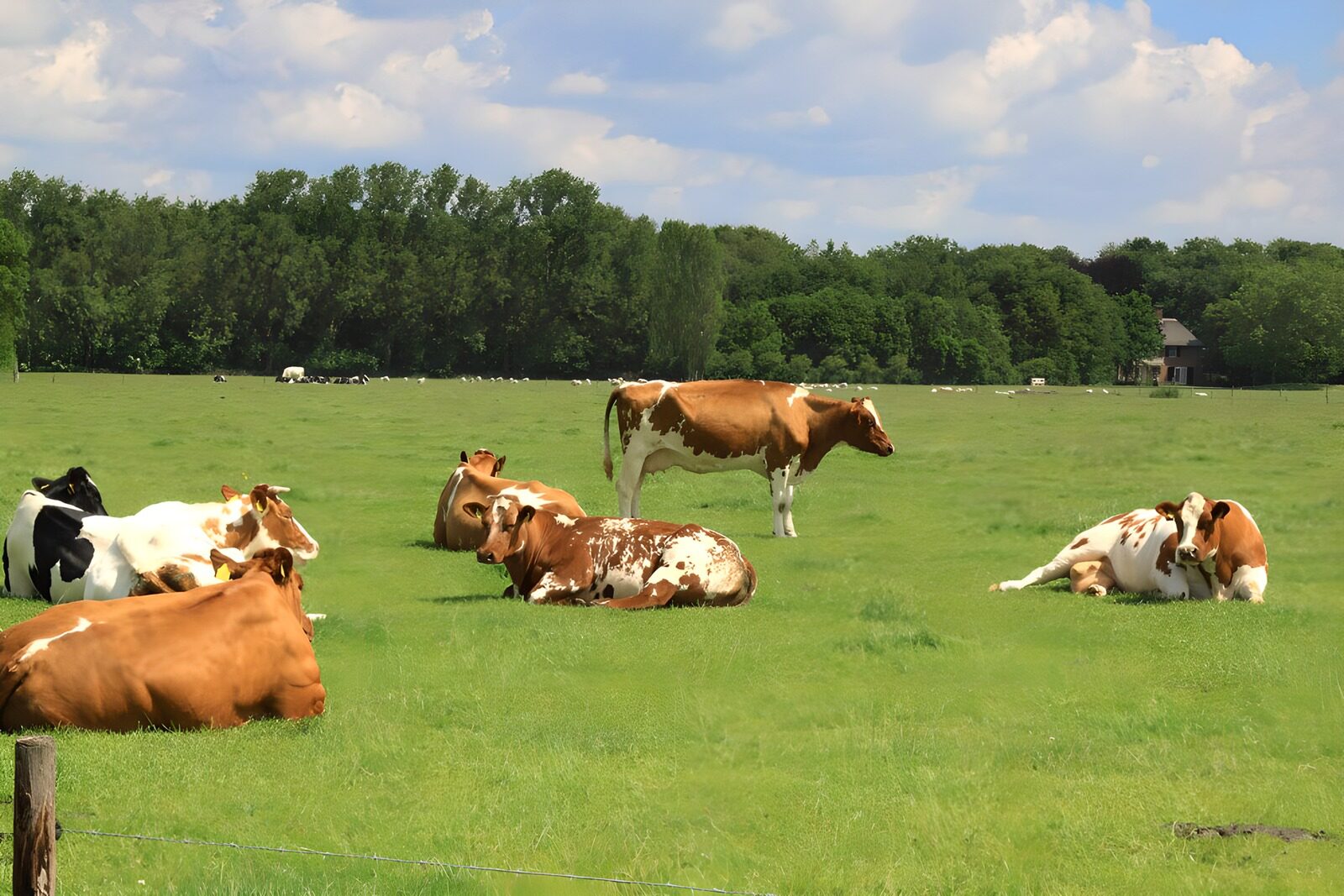 TPFR72761: Vaches paisibles dans un pré verdoyant