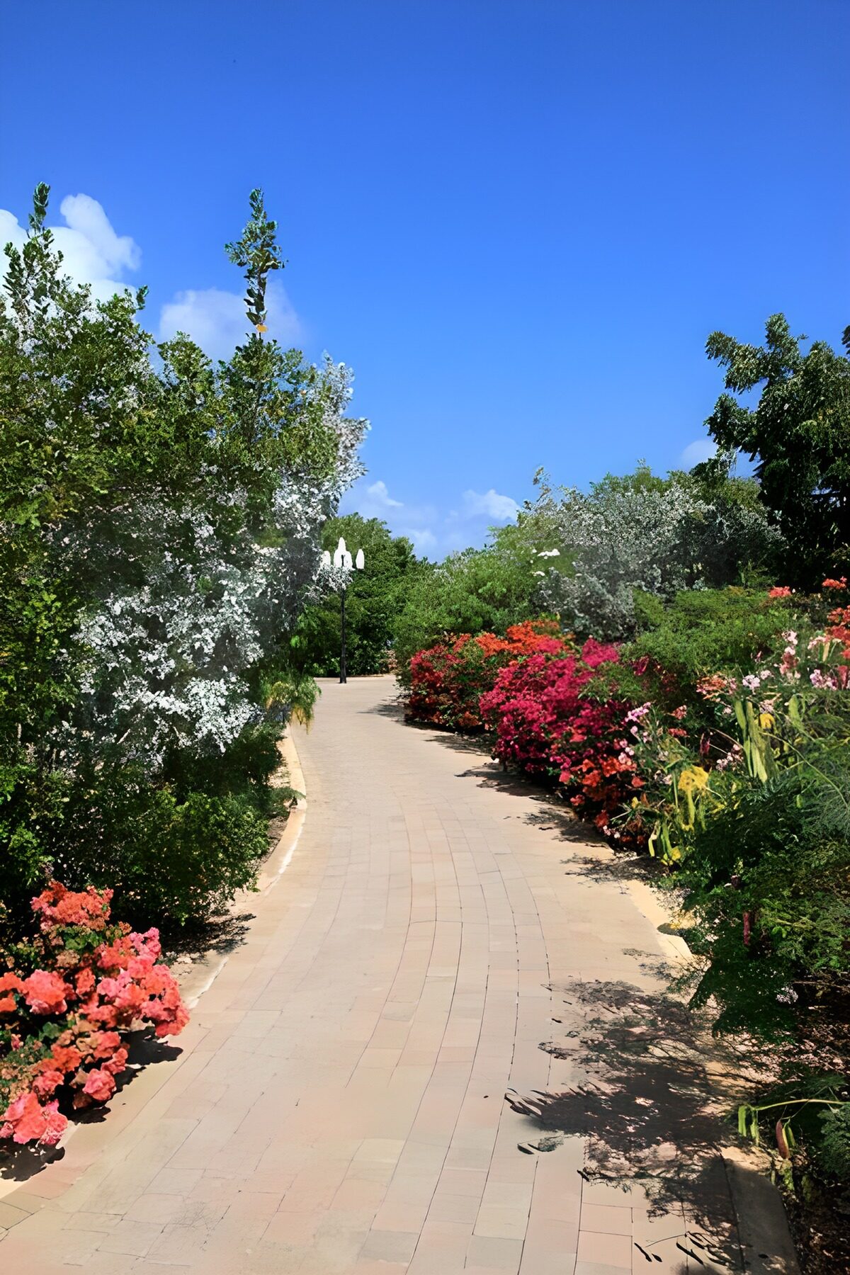 Large allée de jardin entourée d'arbustes et de fleurs sur fond de ciel bleu