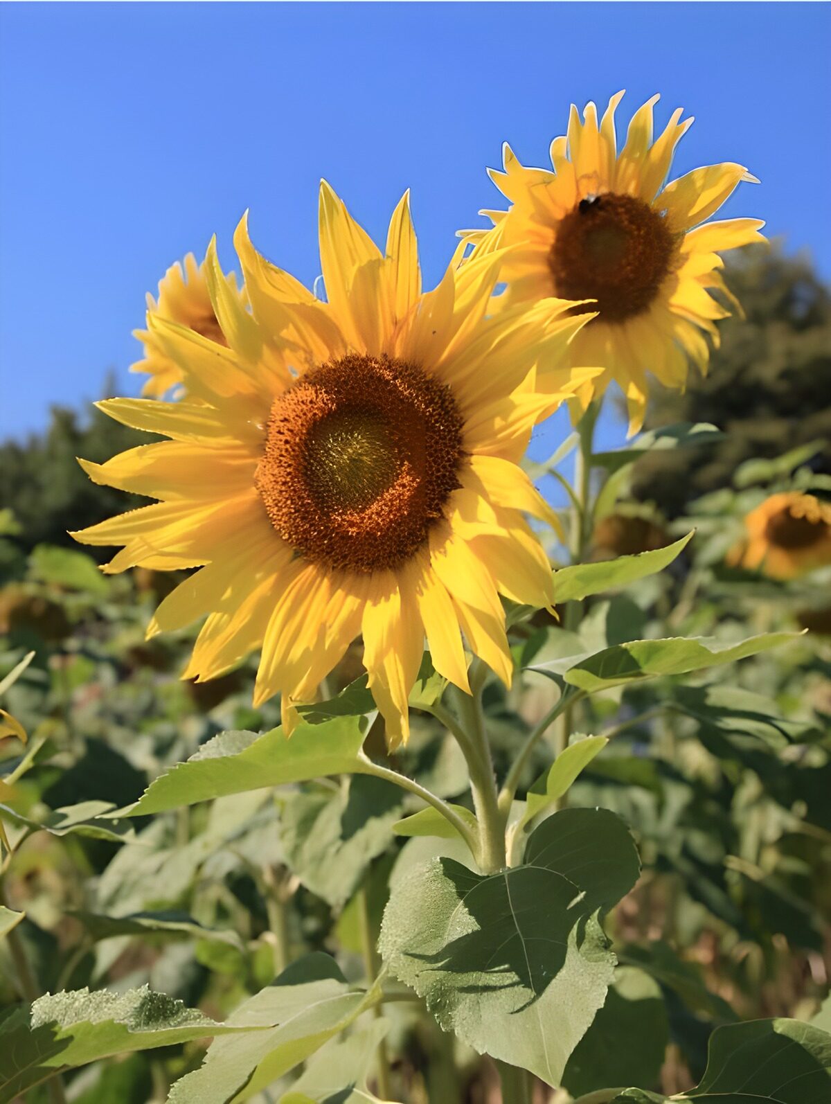 Champs de tournesols sous le soleil