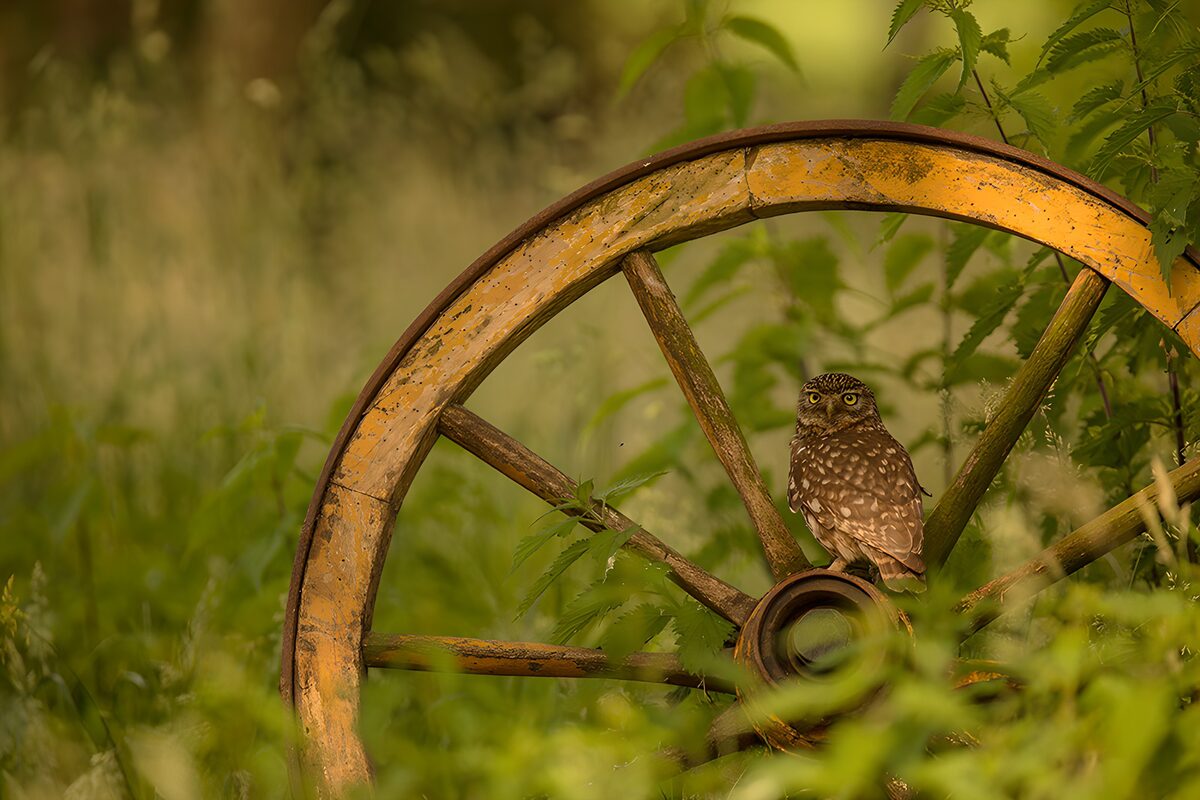 TPFR75166: Hibou perché sur une roue ancienne