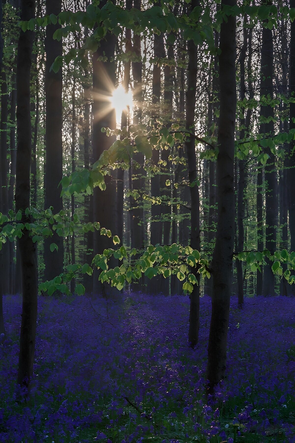 TPFR38900: Rayons de soleil dans la forêt