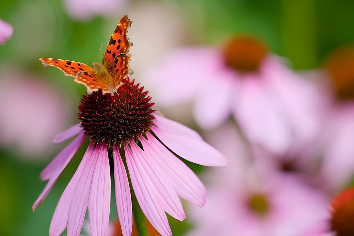 TPFR73047: Papillons 5
