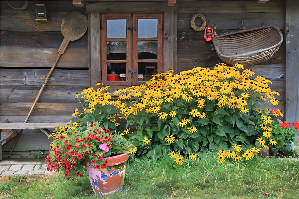 TPFR31895: Fleurs vibrantes près d'une maison en bois