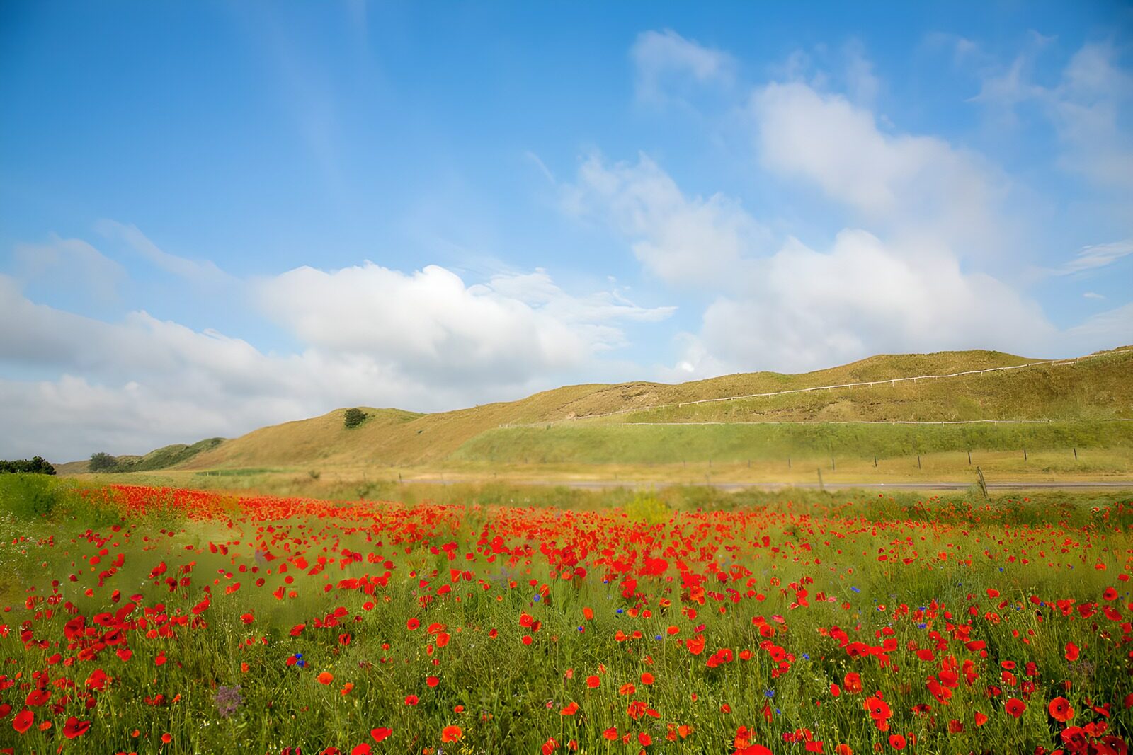 TPFR28958: Champ de coquelicots sous un ciel bleu