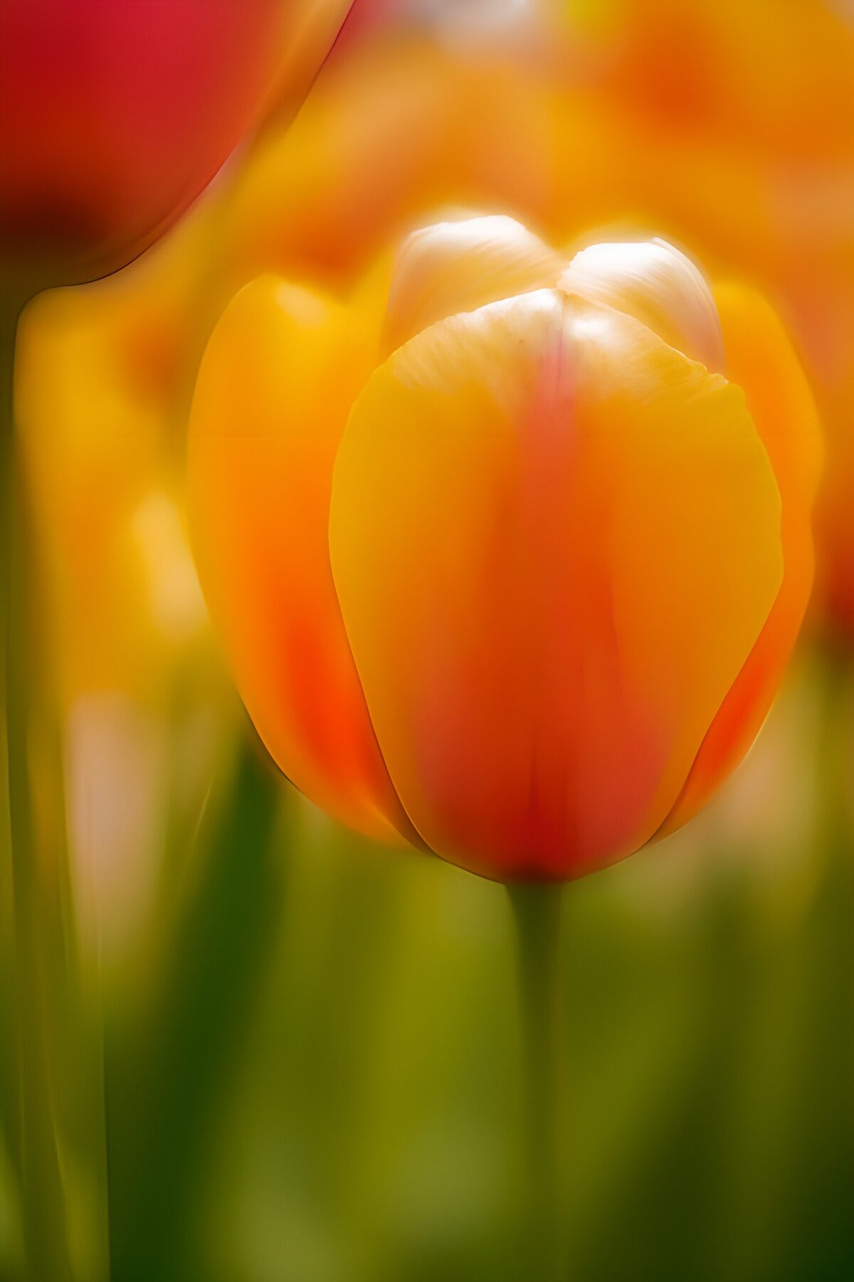 TPFR10360: Tulipes éclatantes au printemps