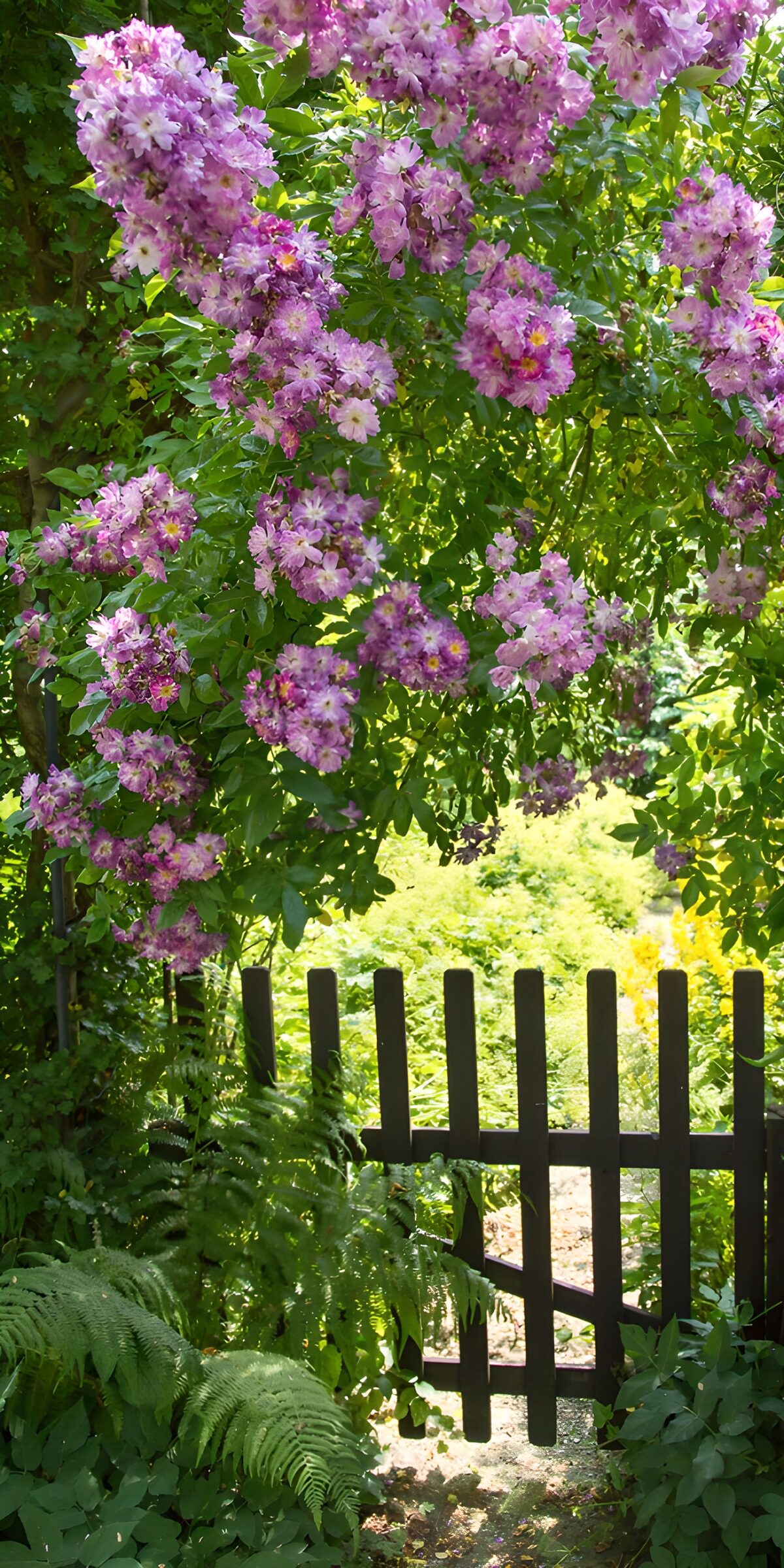 TPFR26883: Portail fleuri au printemps