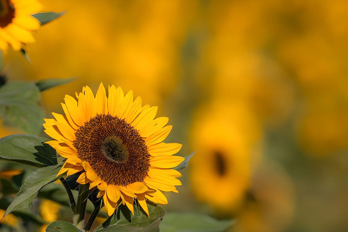 TPFR16996: Champs de tournesols éclatants