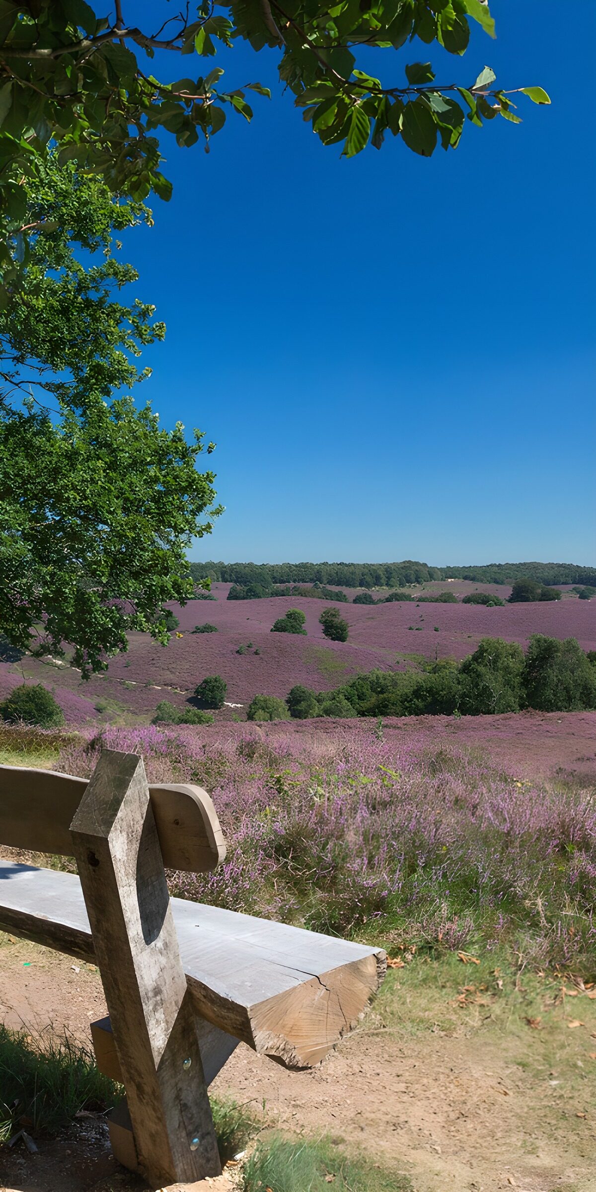 TPFR98697: Banc au bord des champs de bruyère