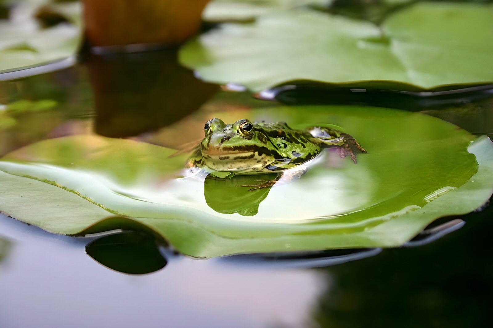 TPFR84300: Grenouille 4
