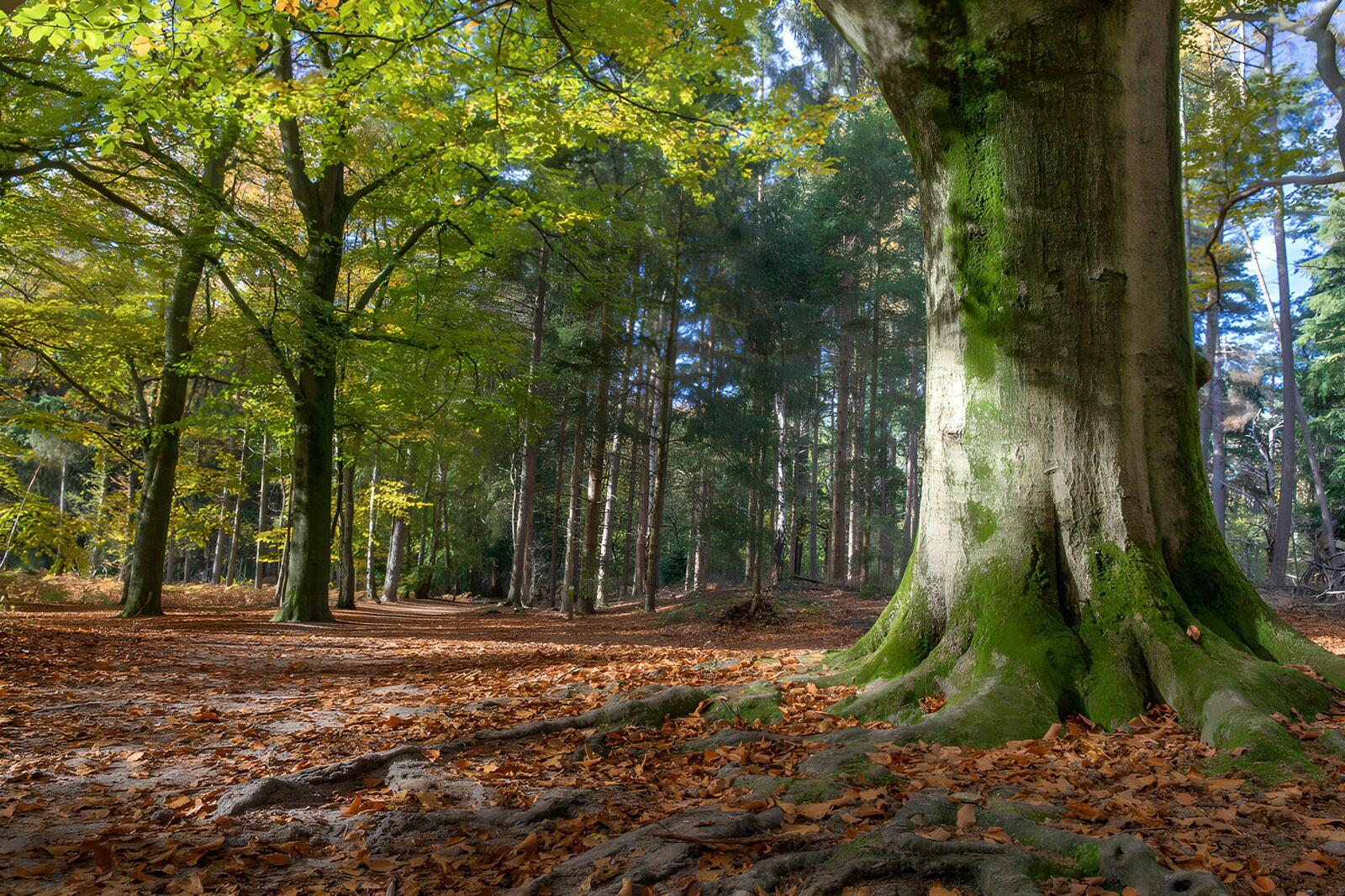 TPFR69338: Forêt paisible en automne