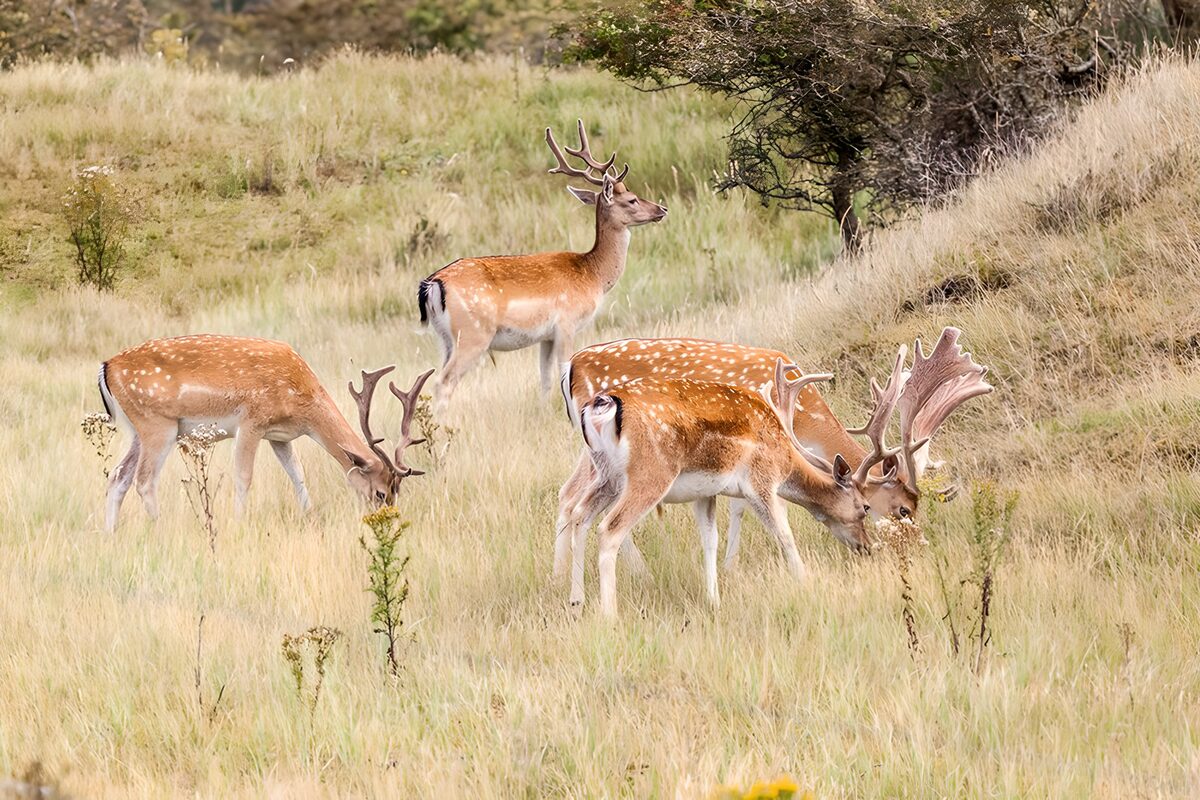 TPFR48525: Cerfs se nourrissant dans les champs