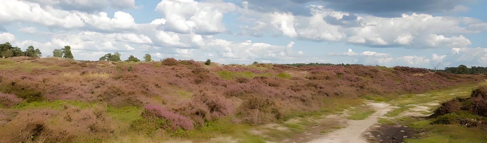 TPFR91225: Paysages de la Veluwe 1