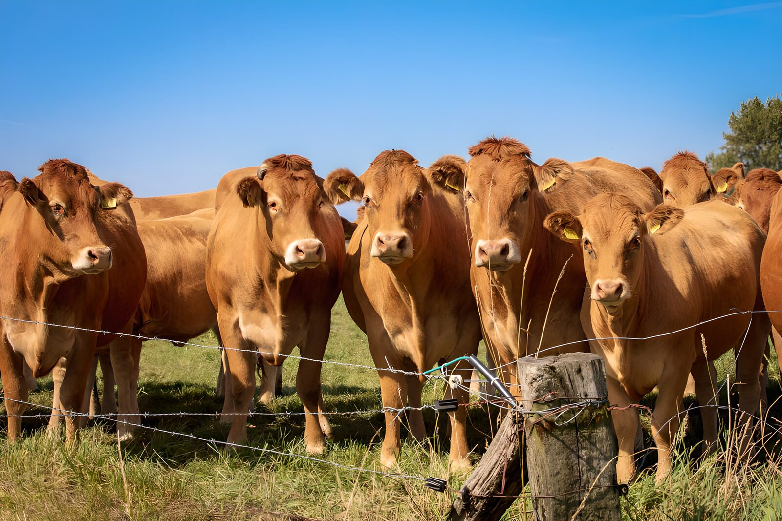 TPFR65970: Vaches en prairie sous un ciel bleu