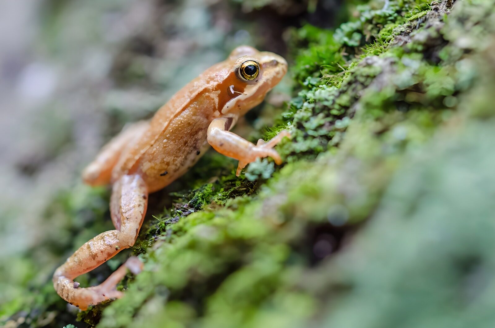TPFR28482: Petite grenouille sur mousse verdoyante