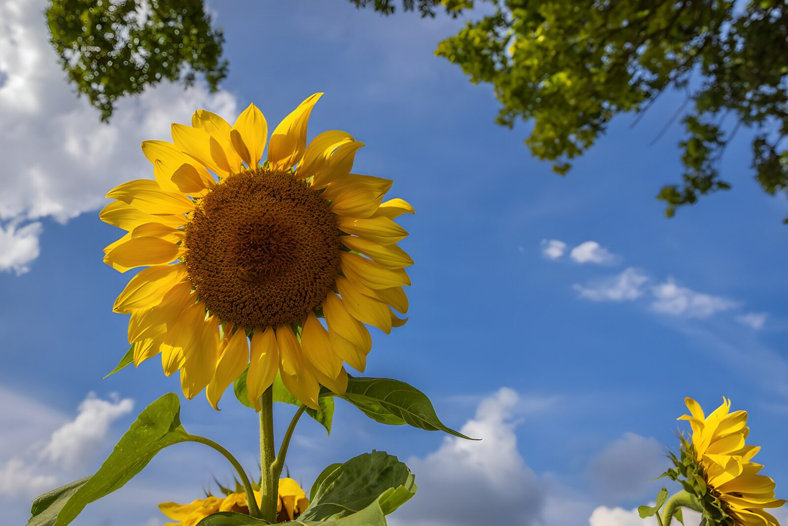 TPFR14229: Tournesol sous un ciel bleu