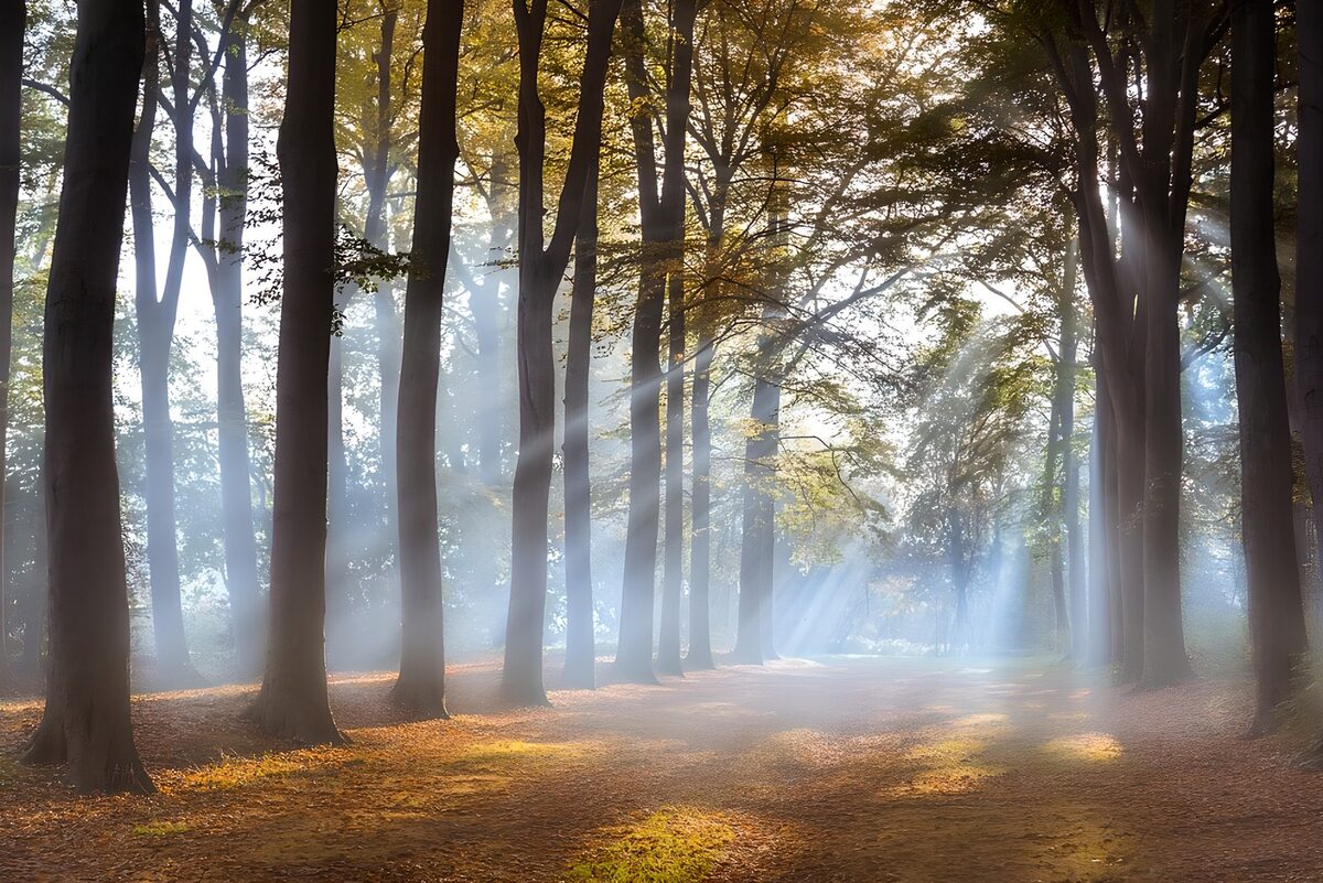 TPFR98563: Forêt en lumière douce et brume