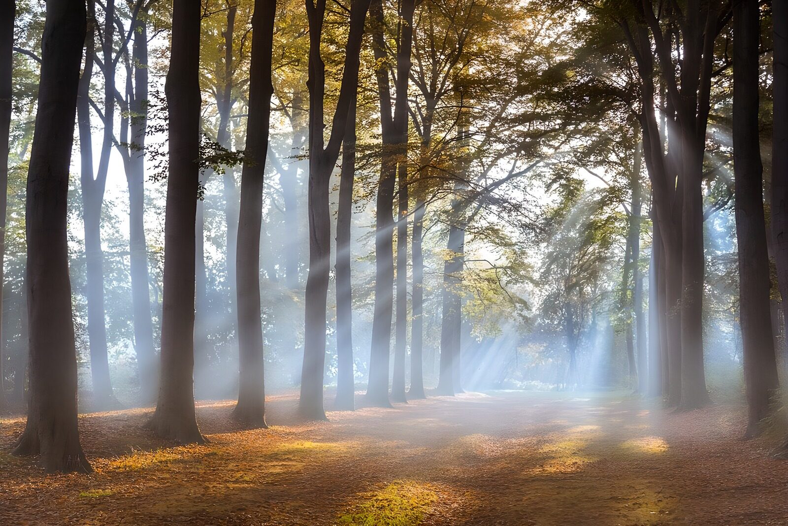 TPFR98563: Forêt en lumière douce et brume