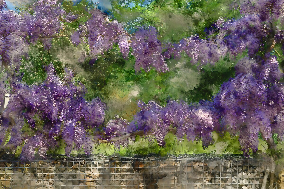 Violettes en fleurs sous le soleil
