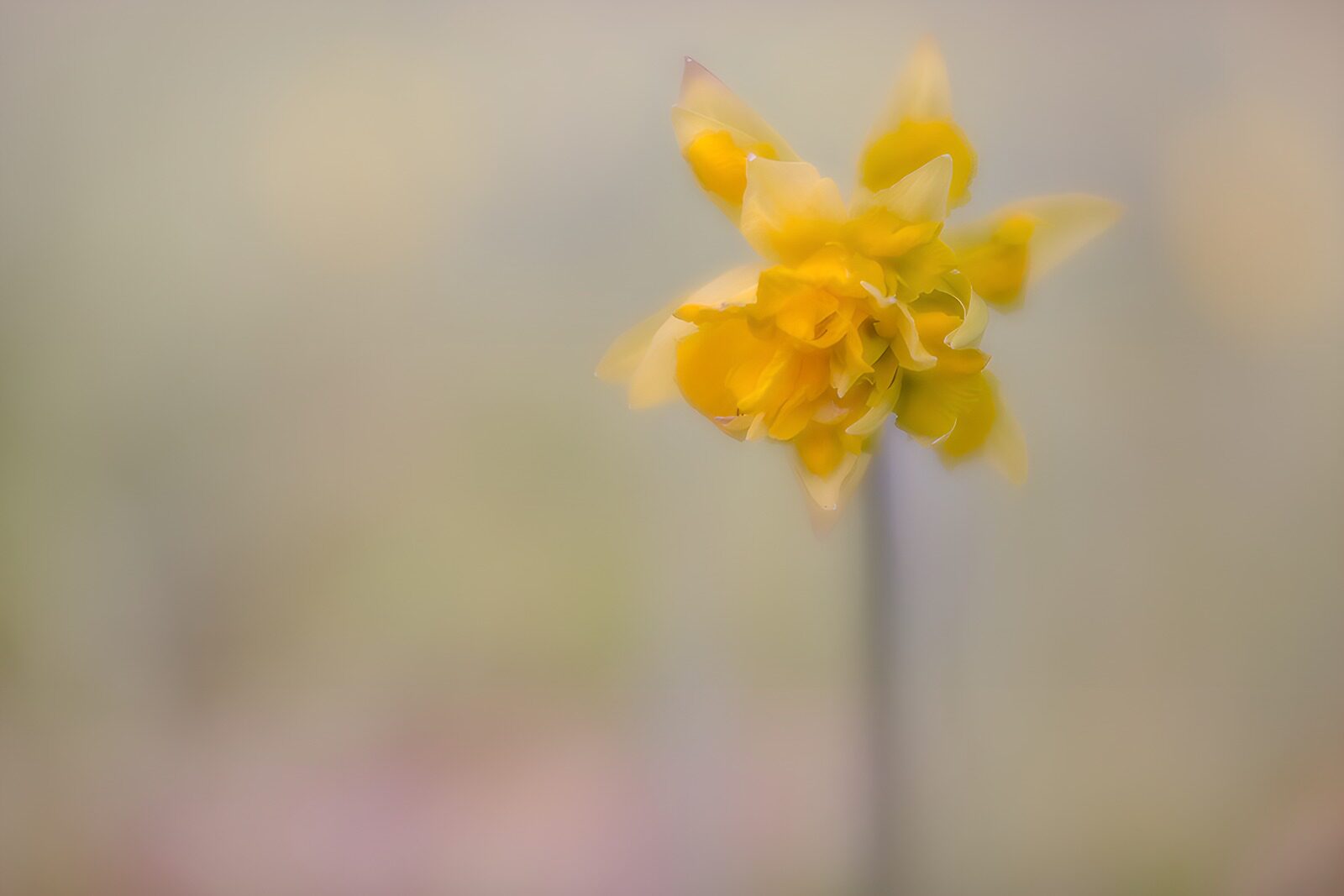 TPFR81327: Fleur évanescente jaune