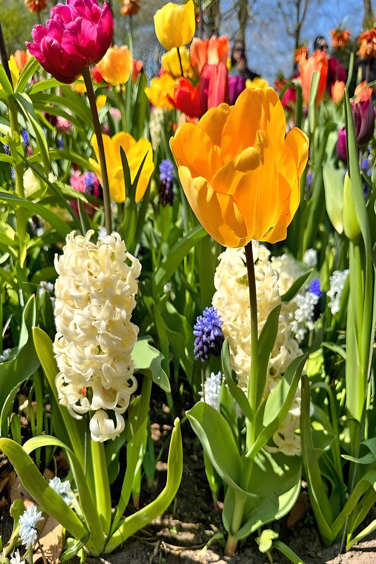 Jardin coloré de tulipes et de jacinthes