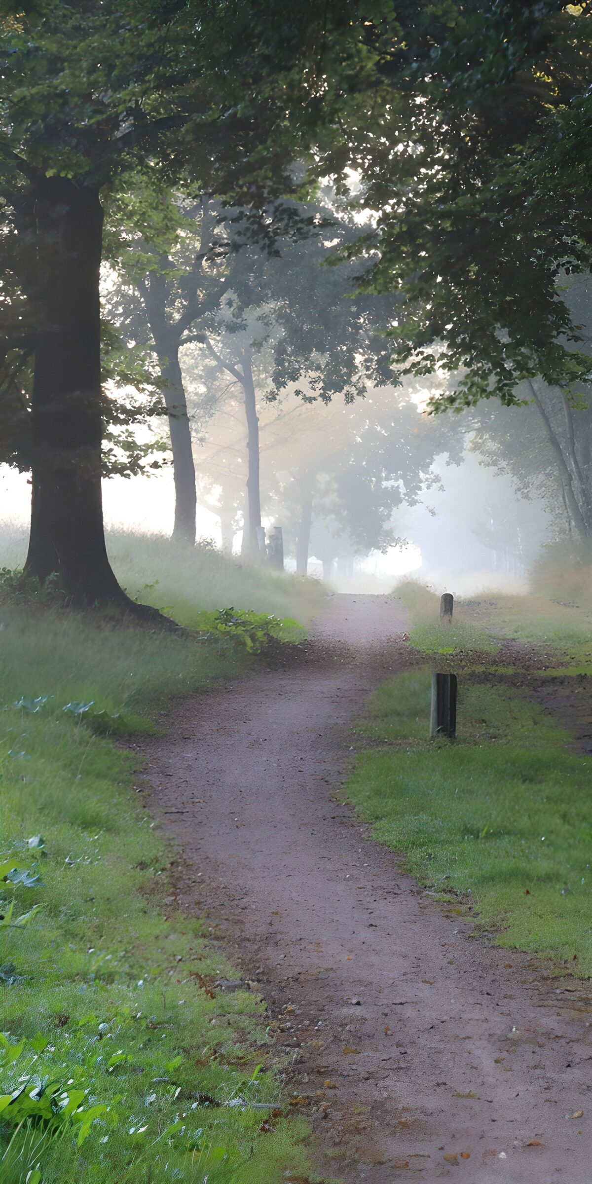 TPFR66933: Chemin brumeux dans la forêt