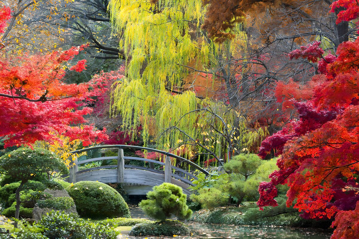 Jardin d'automne lumineux