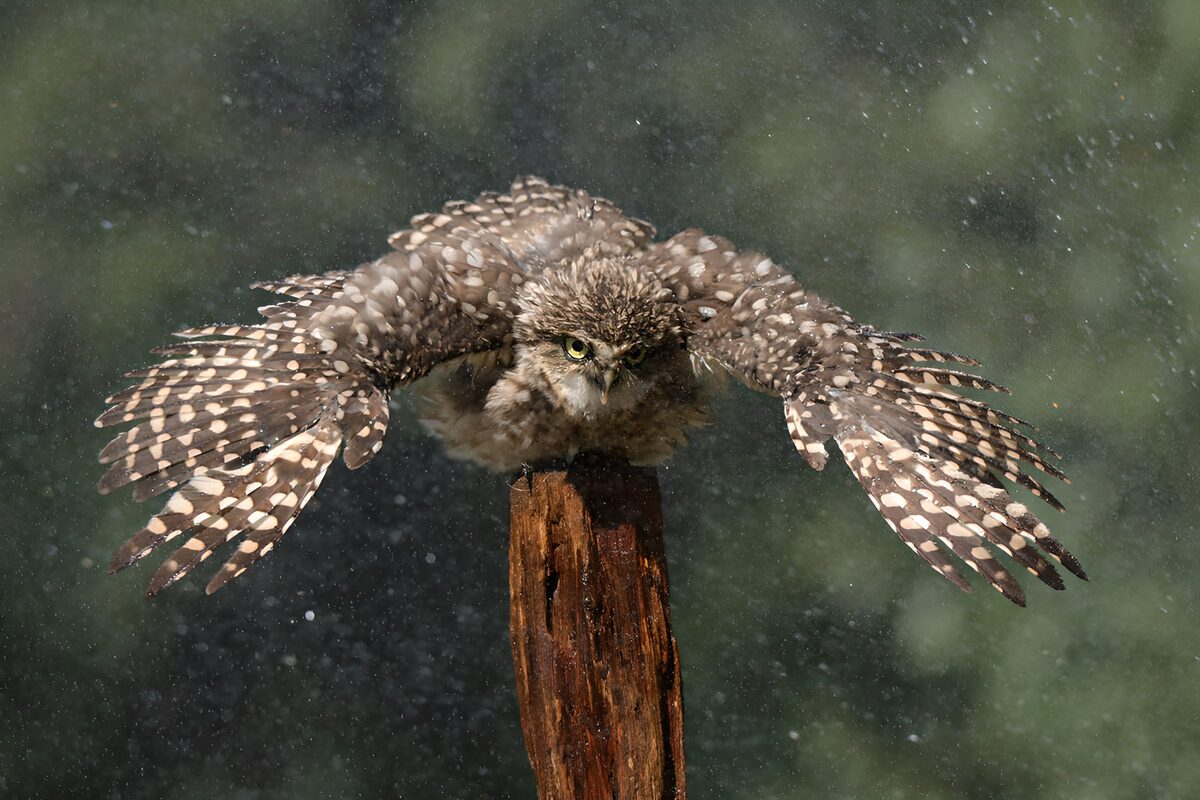 : Hibou en plein vol sous la pluie