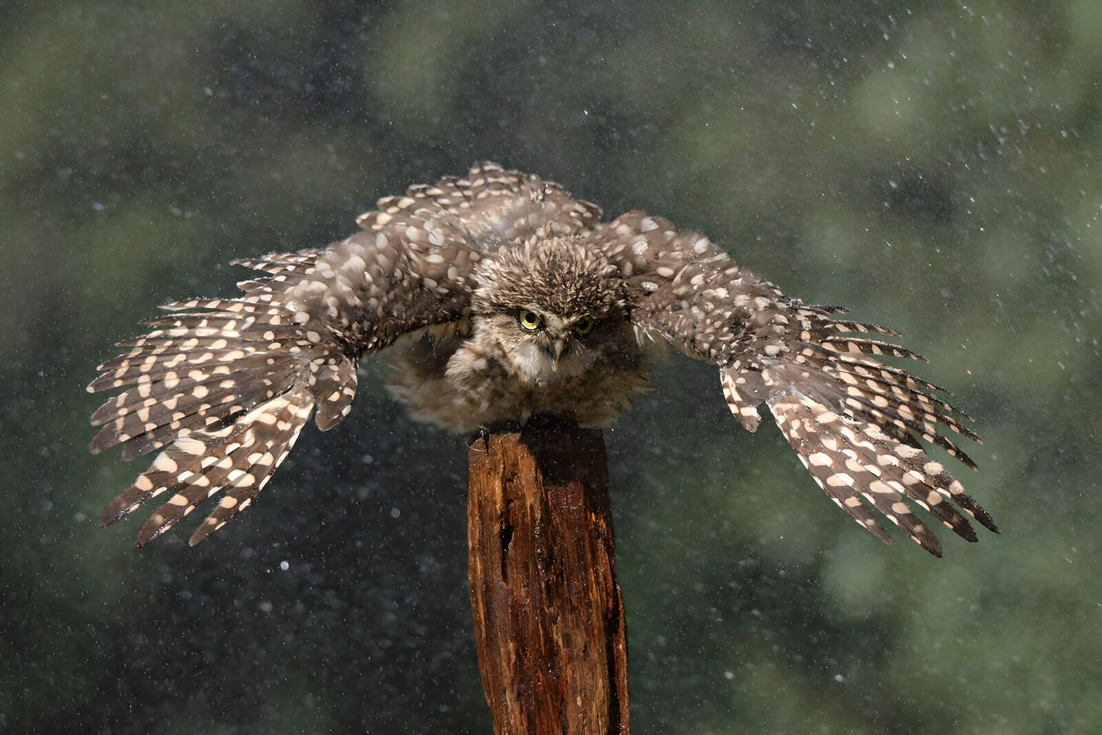 TPFR40995: : Hibou en plein vol sous la pluie