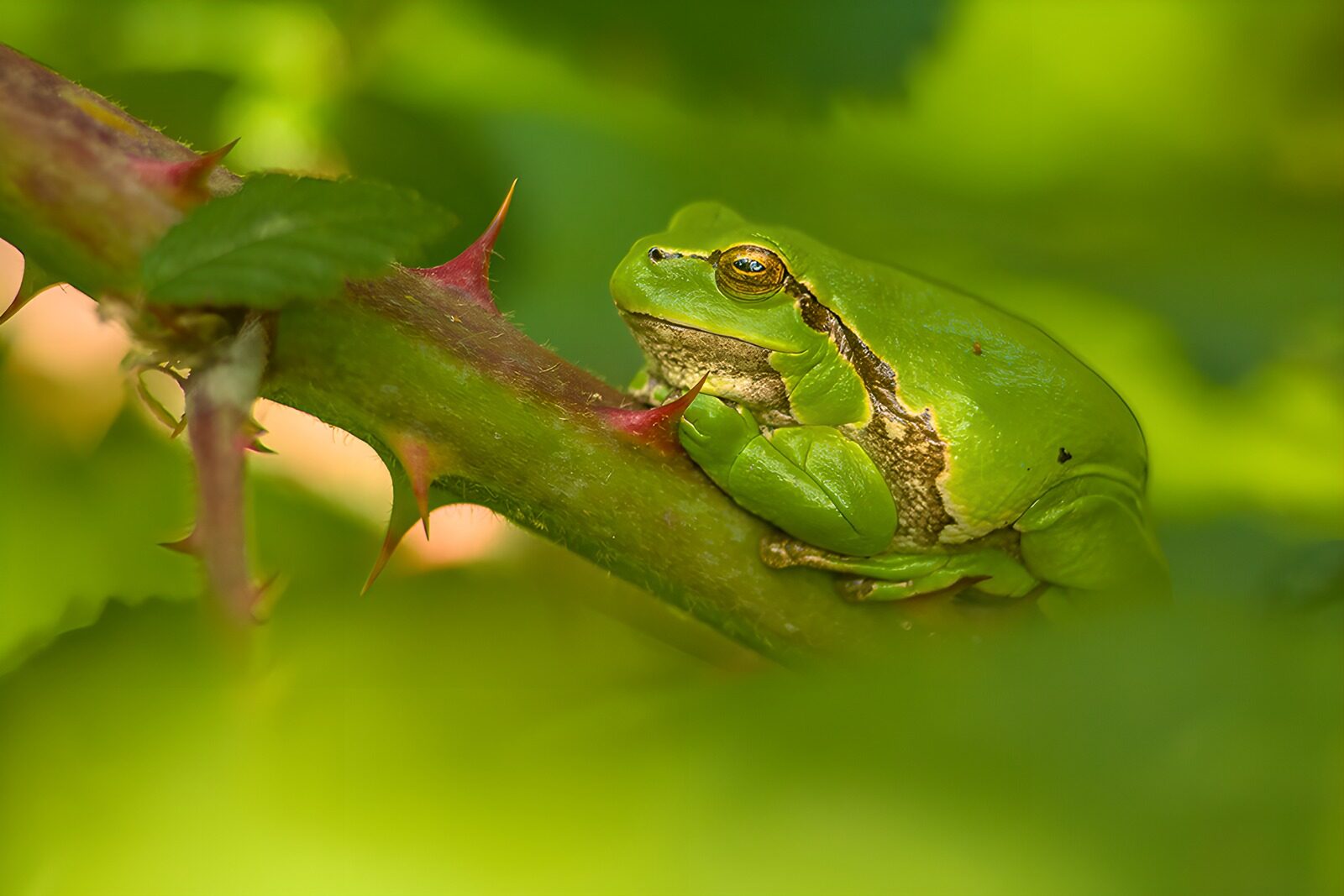 TPFR36756: Grenouille verte sur une tige épineuse