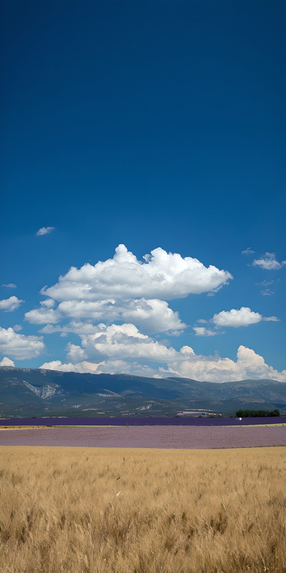 TPFR47867: Champs de lavande et nuages d'été