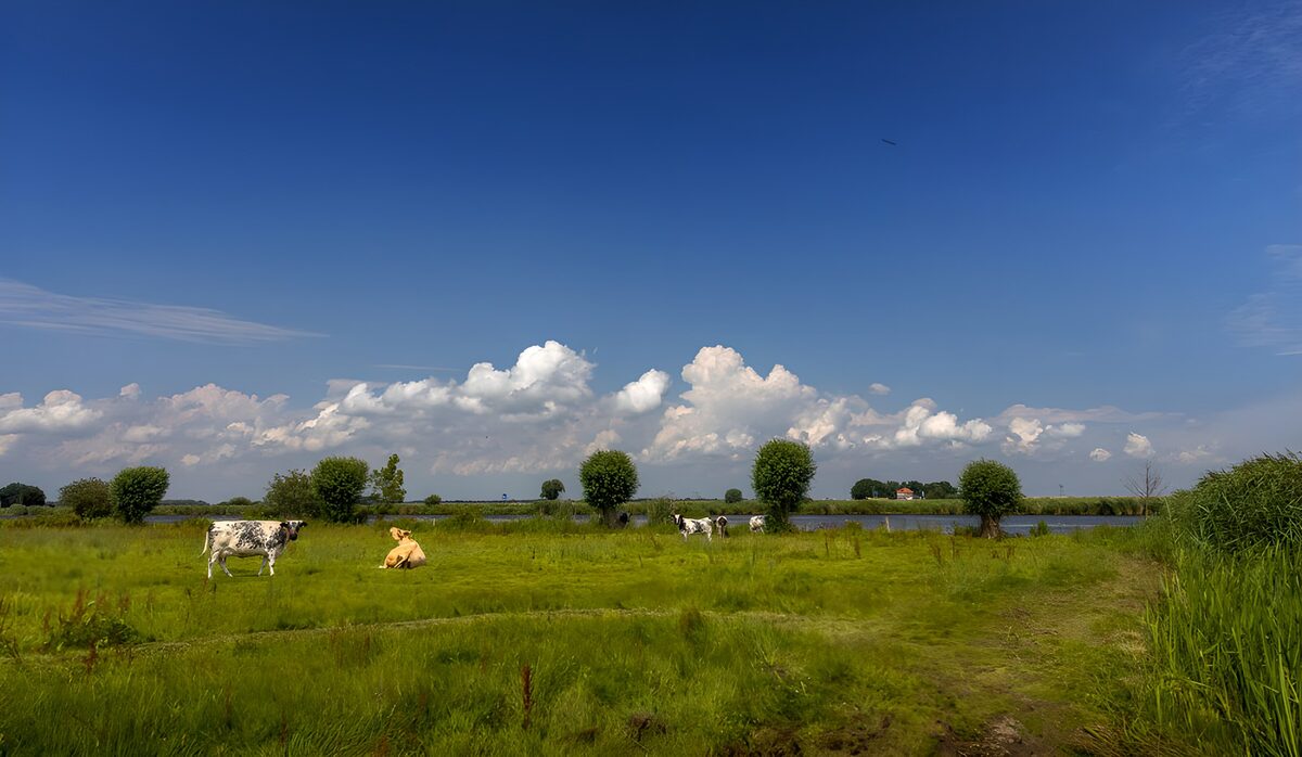 TPFR88754: Vaches paisibles sous un ciel bleu