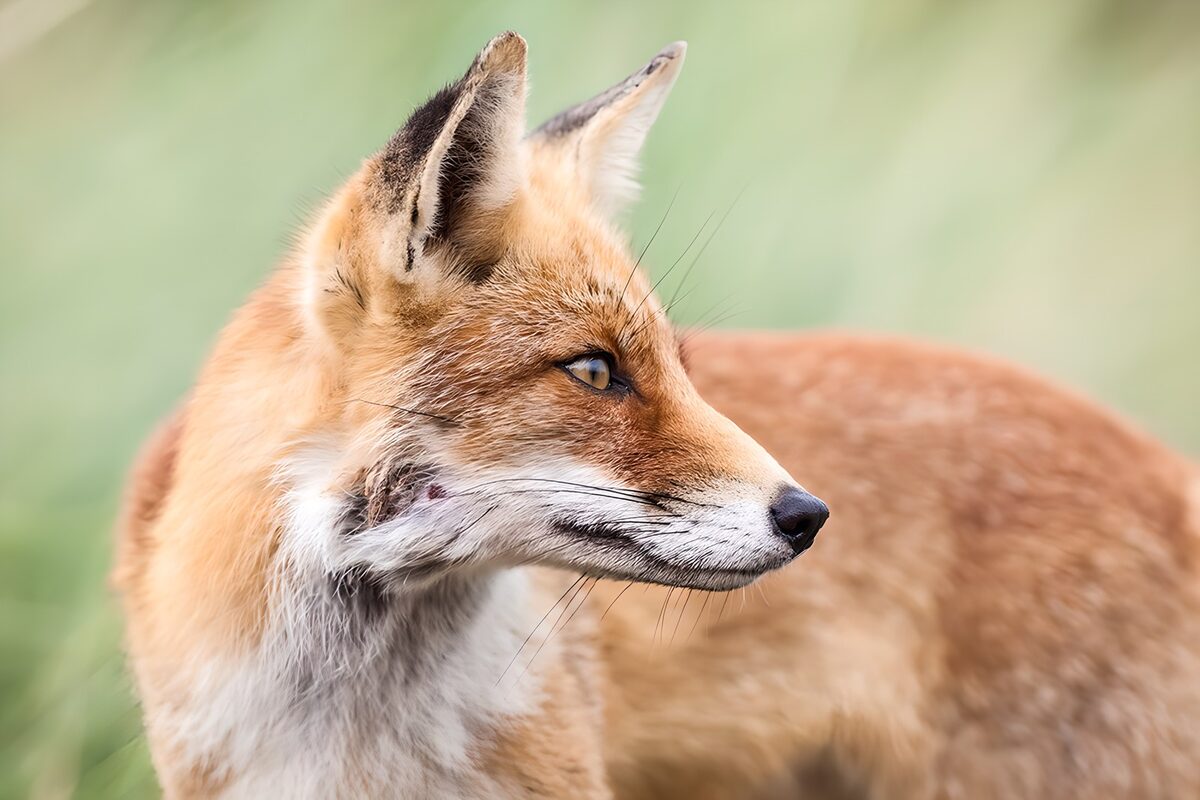 TPFR57264: Renard à l'affût