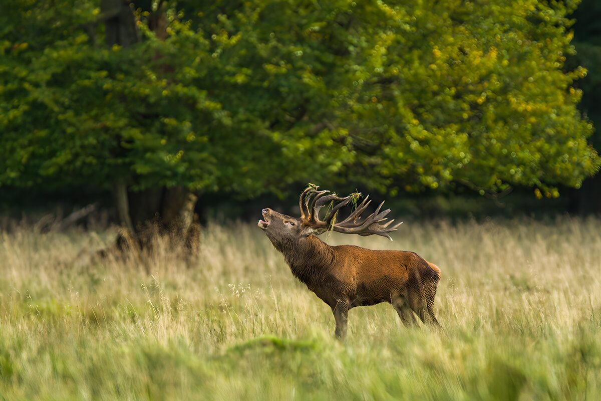 TPFR75419: Cerf majestueux dans la nature