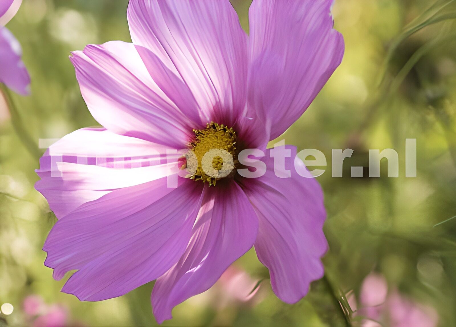 TPFR20369: Photo de fleurs 100