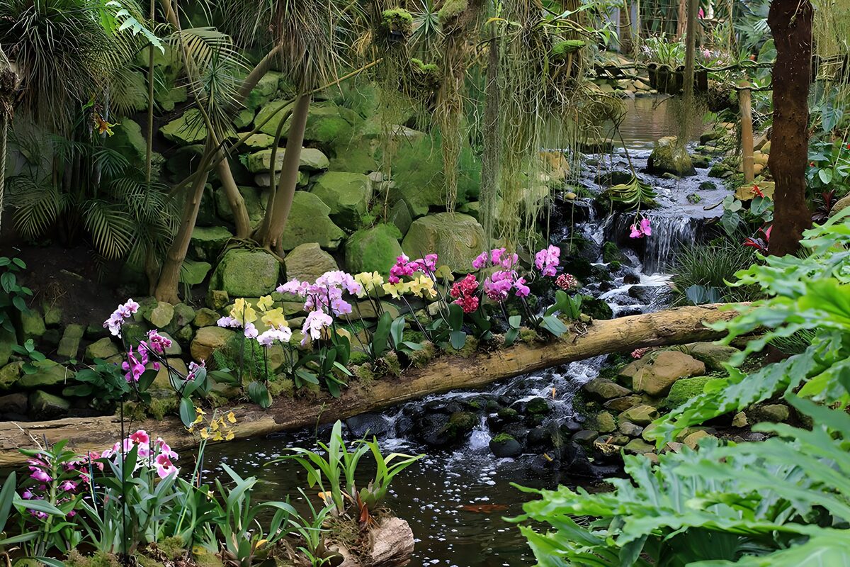 TPFR61329: Jardin secret d'orchidées