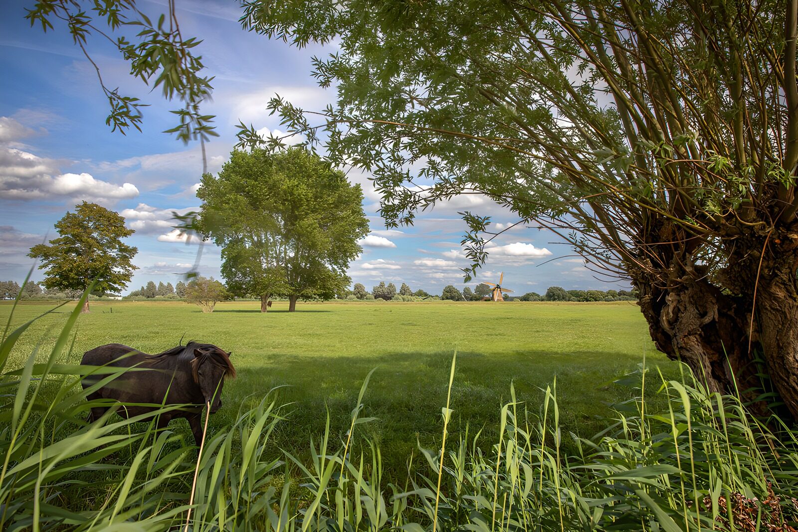 TPFR18615: Paysage paisible avec un cheval noir