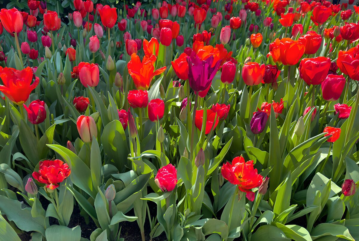 TPFR83633: Champs de tulipes éclatantes