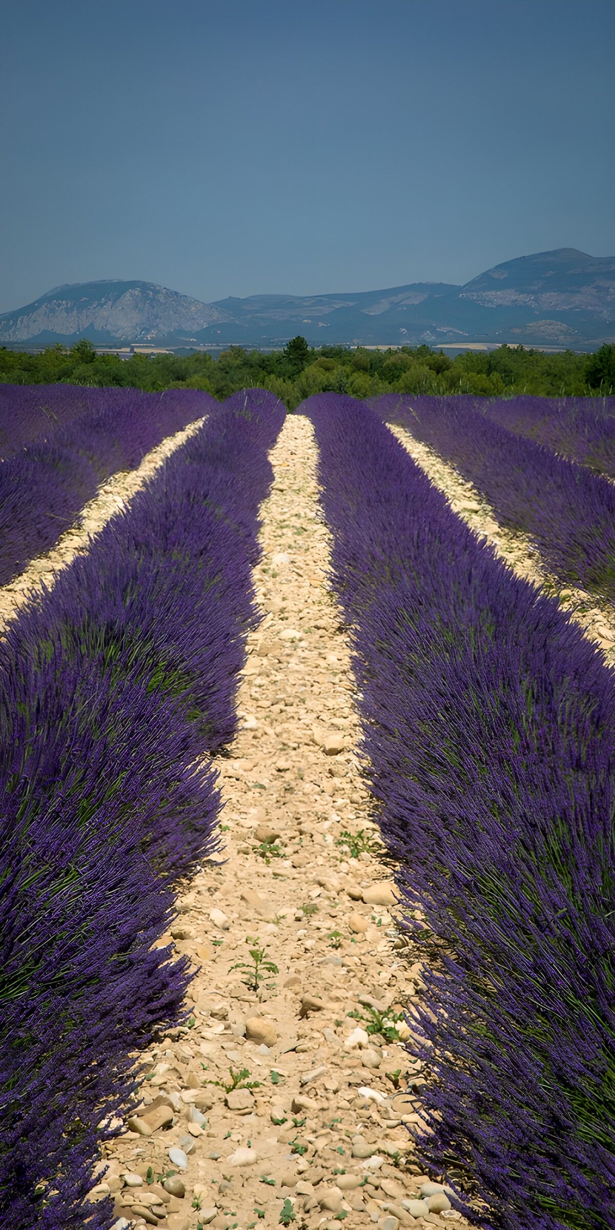 TPFR69524: Champs de lavande en Provence