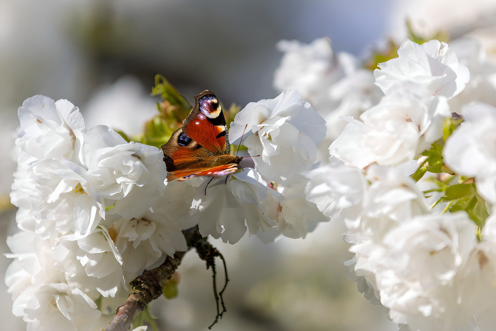 TPFR45487: Papillon sur des fleurs blanches
