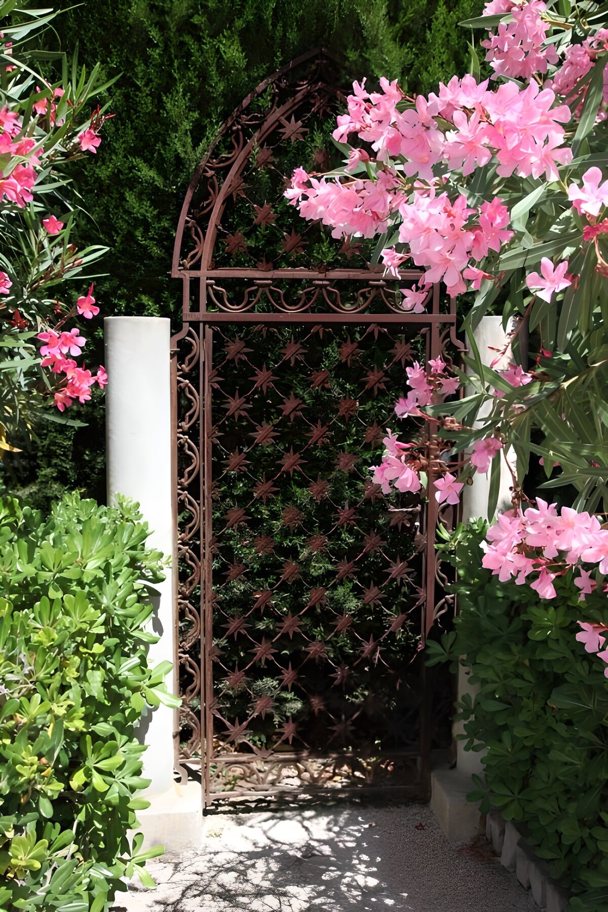 TPFR50952: Porte en fer forgé entourée de fleurs